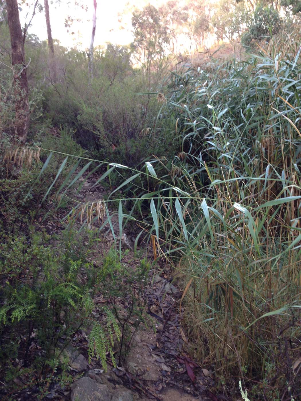 Coimadai creek long forest (27)
