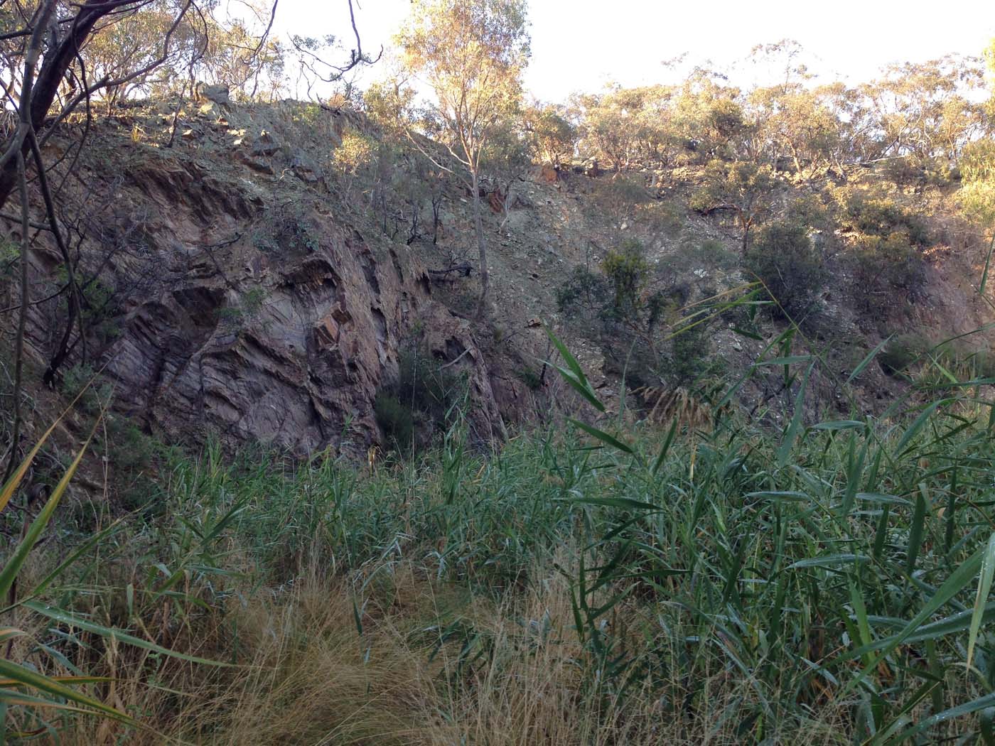 Coimadai creek long forest (29)