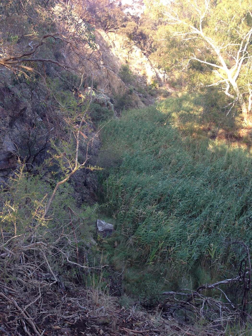 Coimadai creek long forest (30)