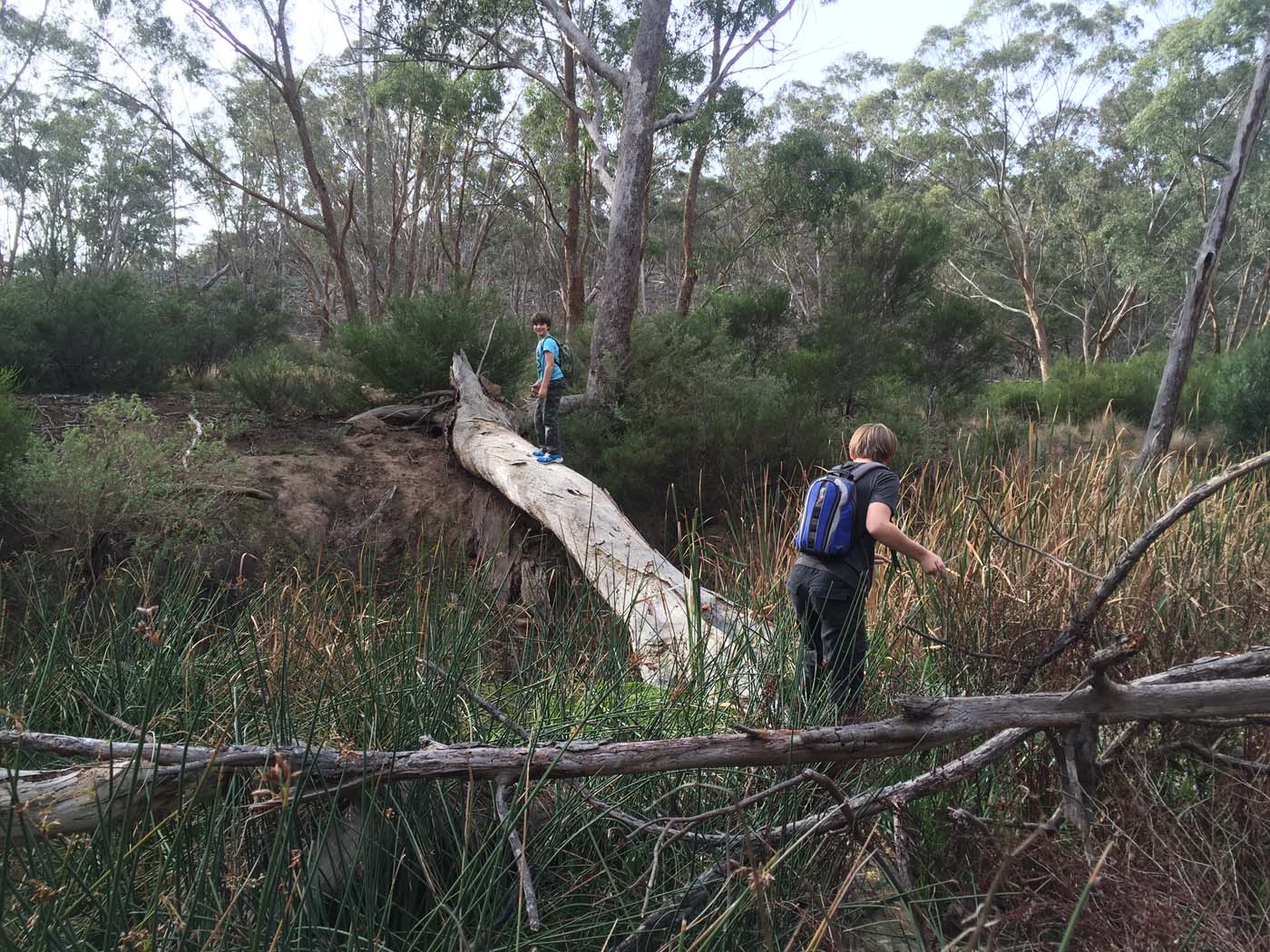 Coimadai creek long forest (4)