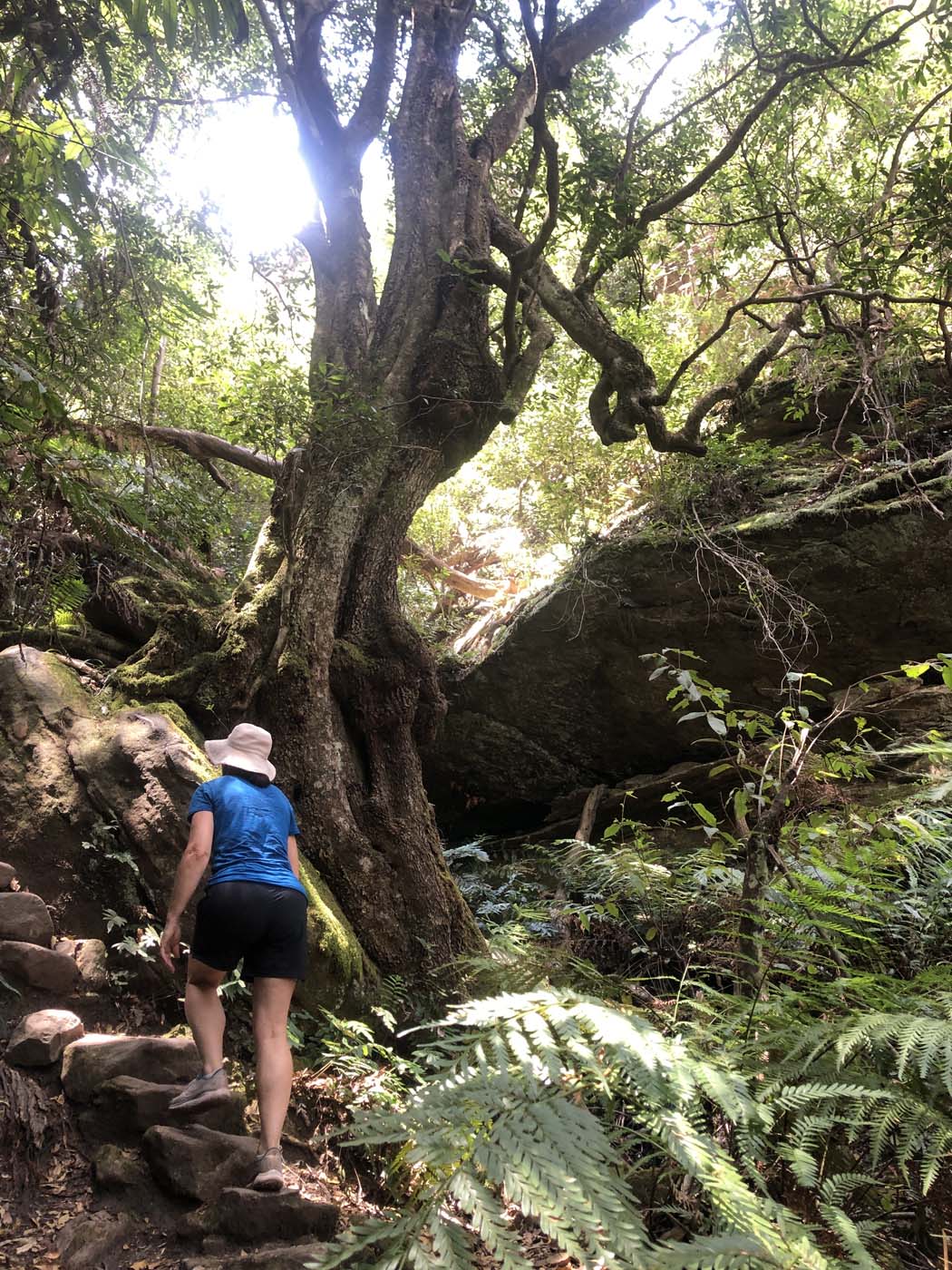 Collier's causeway walk (25)