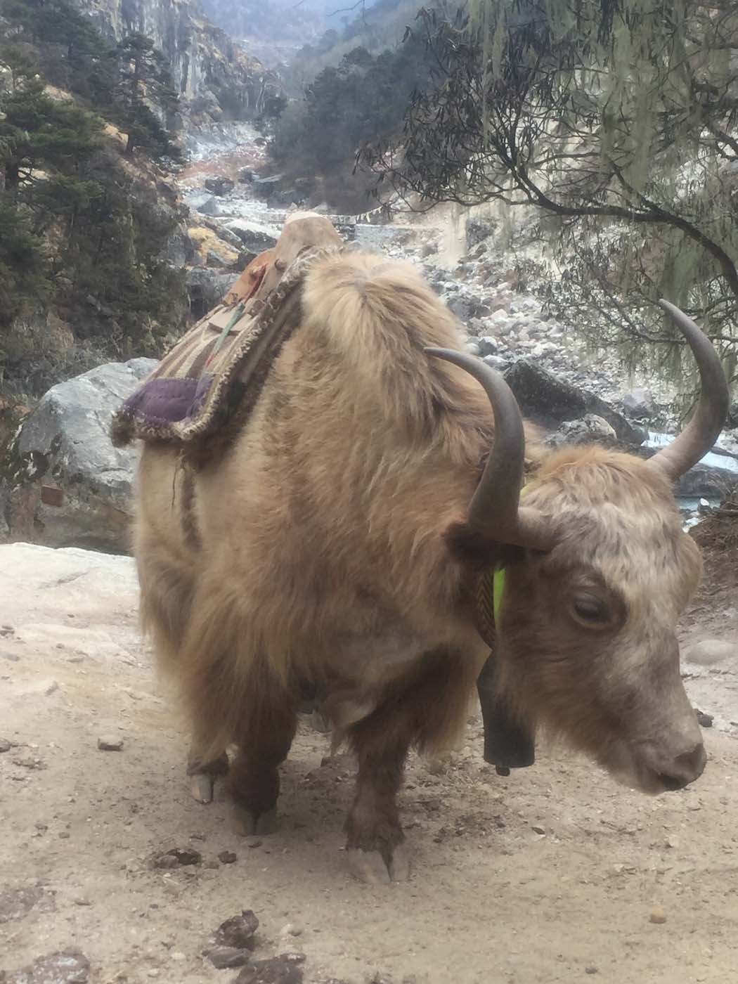 Everest base camp (10)