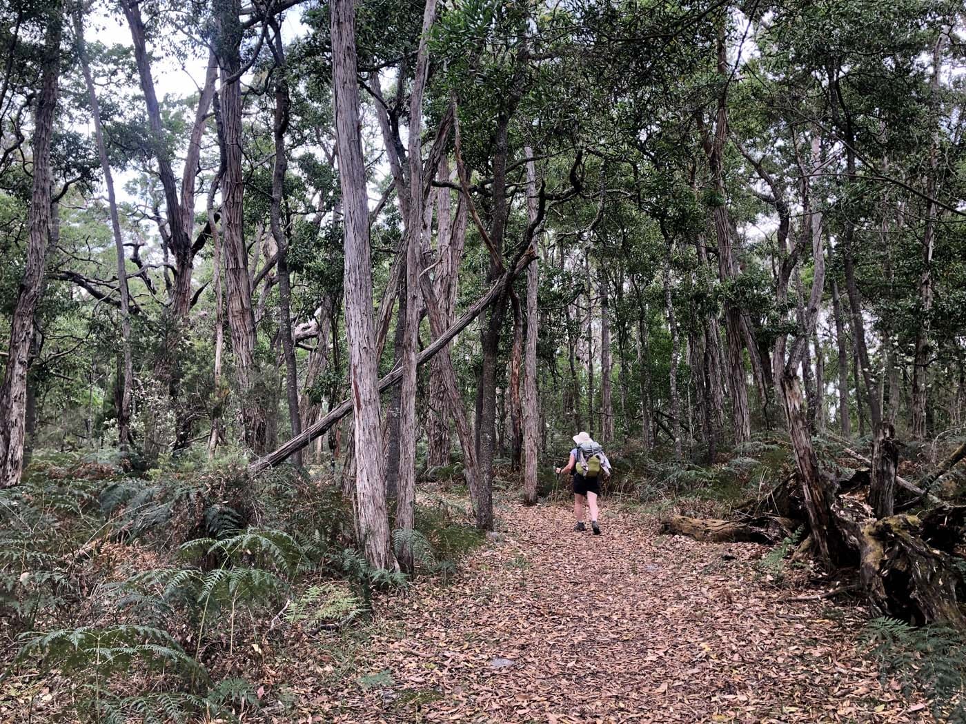 Guide to the great south west walk (3)