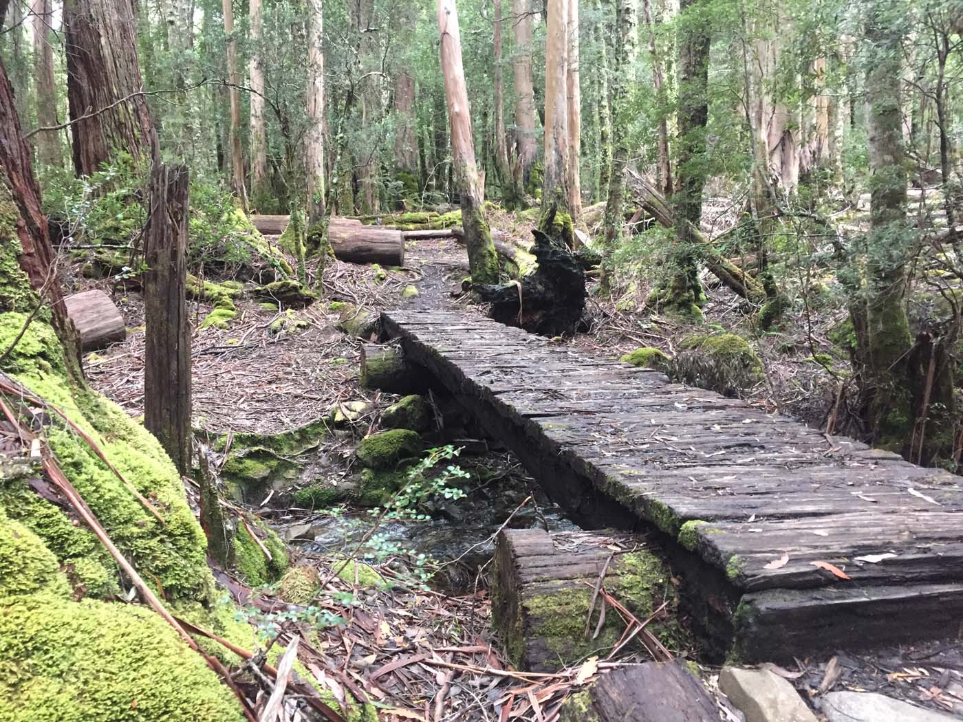Guide to the overland track (13)