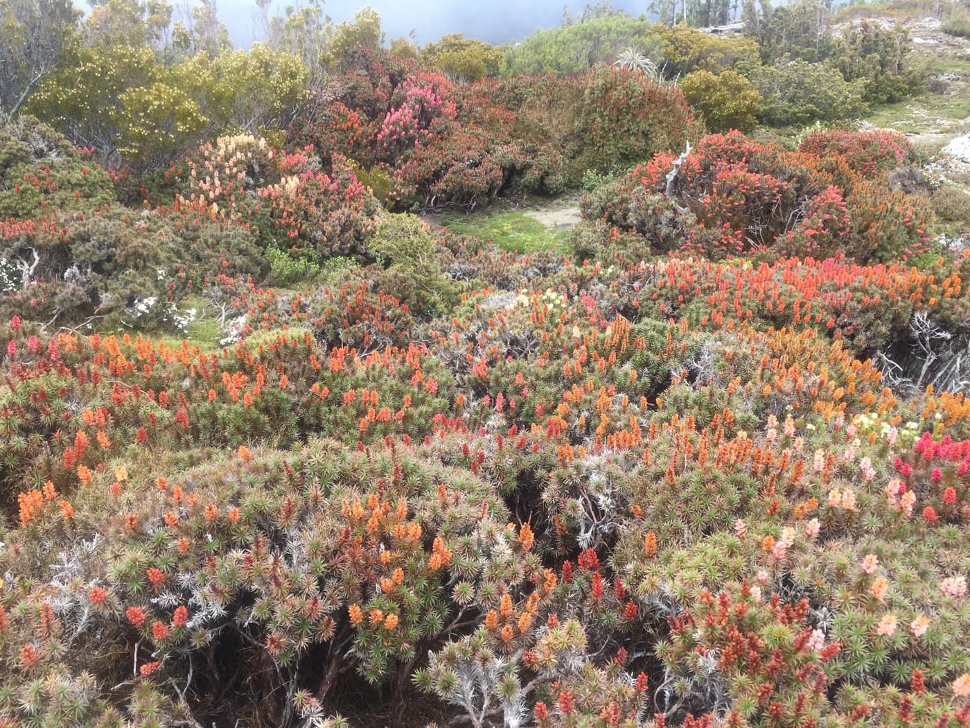 Guide to the overland track (6)