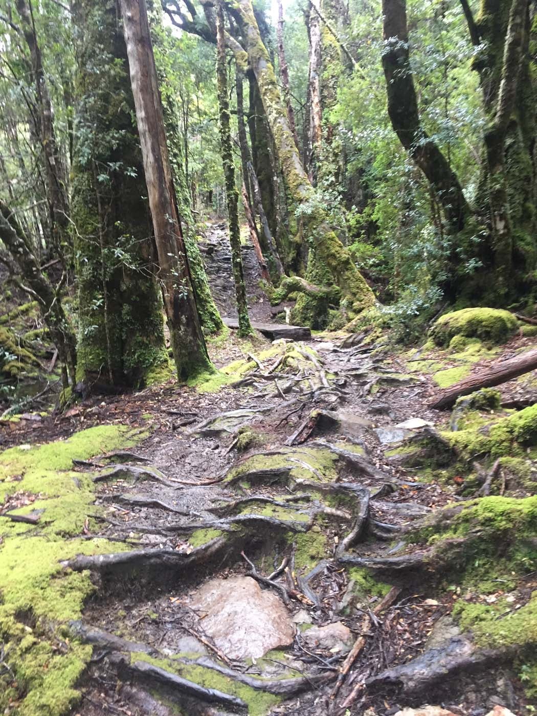 Guide to the overland track (9)