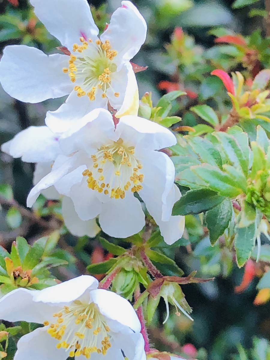 Western arthurs traverse a k hike 101