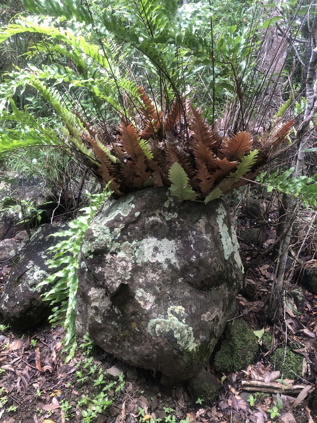 Conway circuit hike (10)
