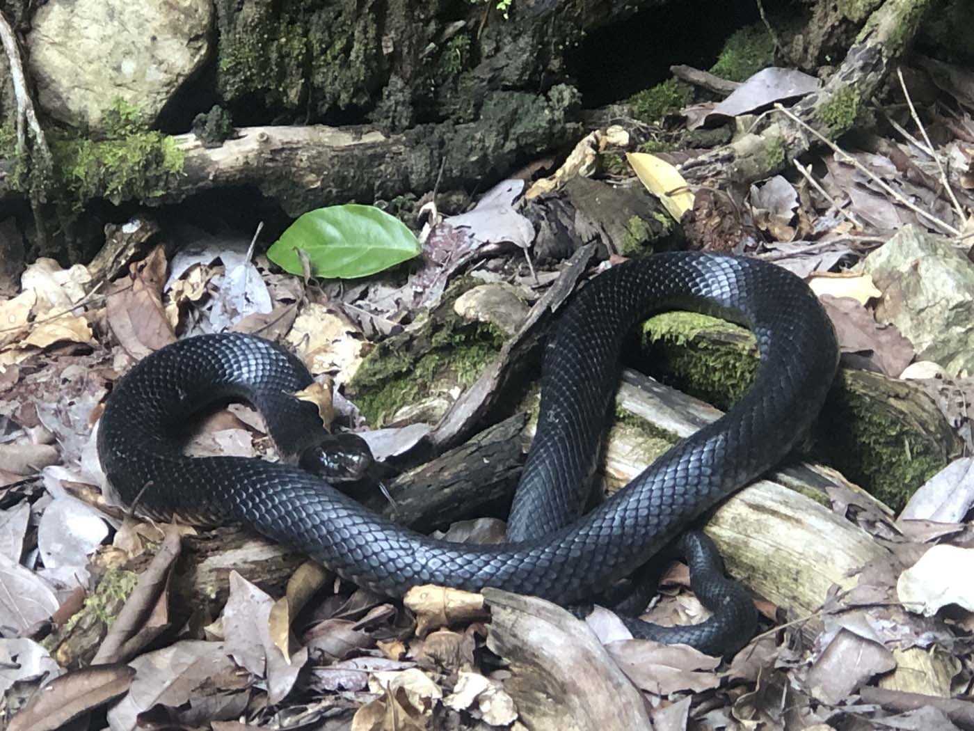 Conway circuit hike (18)