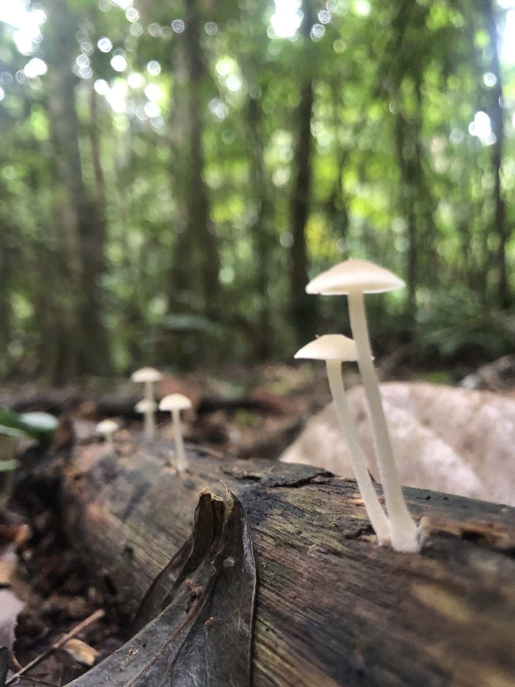 Conway circuit hike (22)