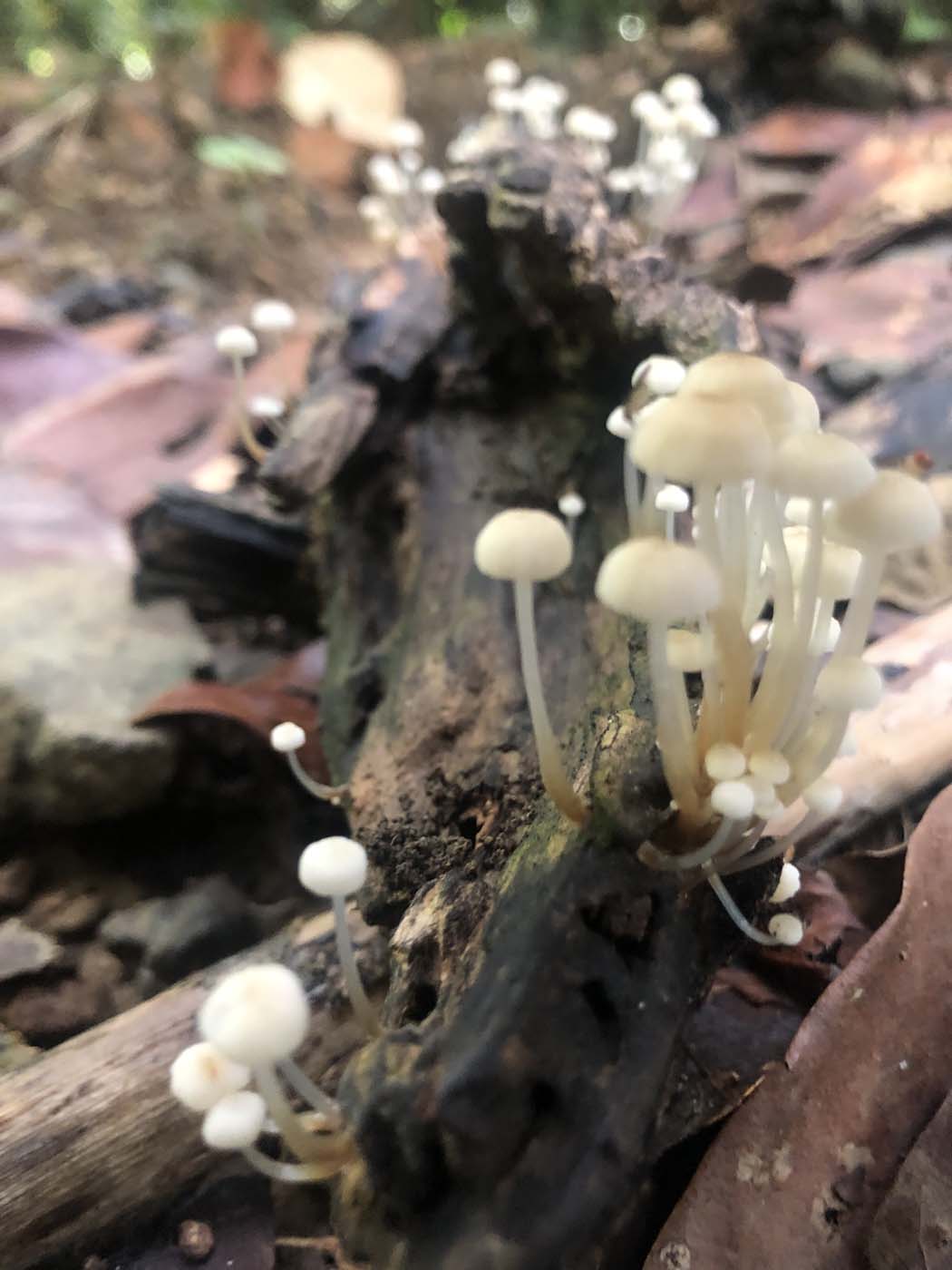 Conway circuit hike (25)