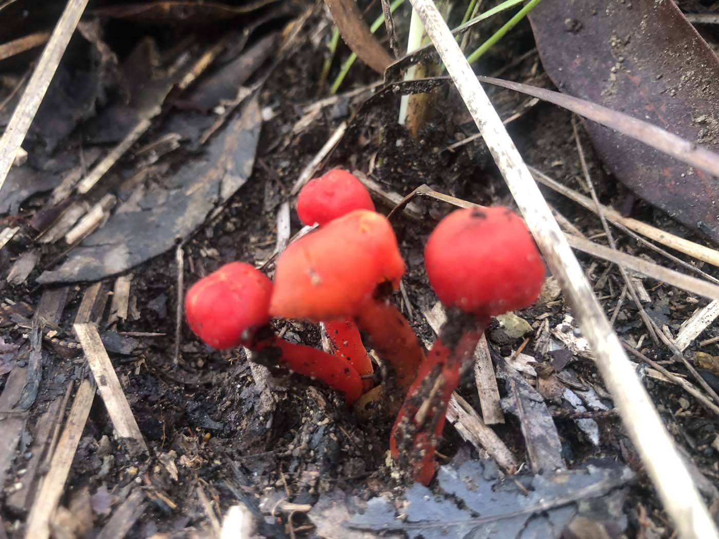 Conway circuit hike (6)