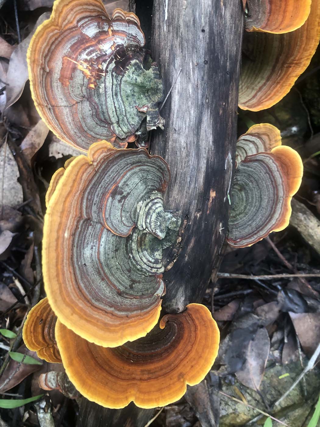 Conway circuit hike (9)