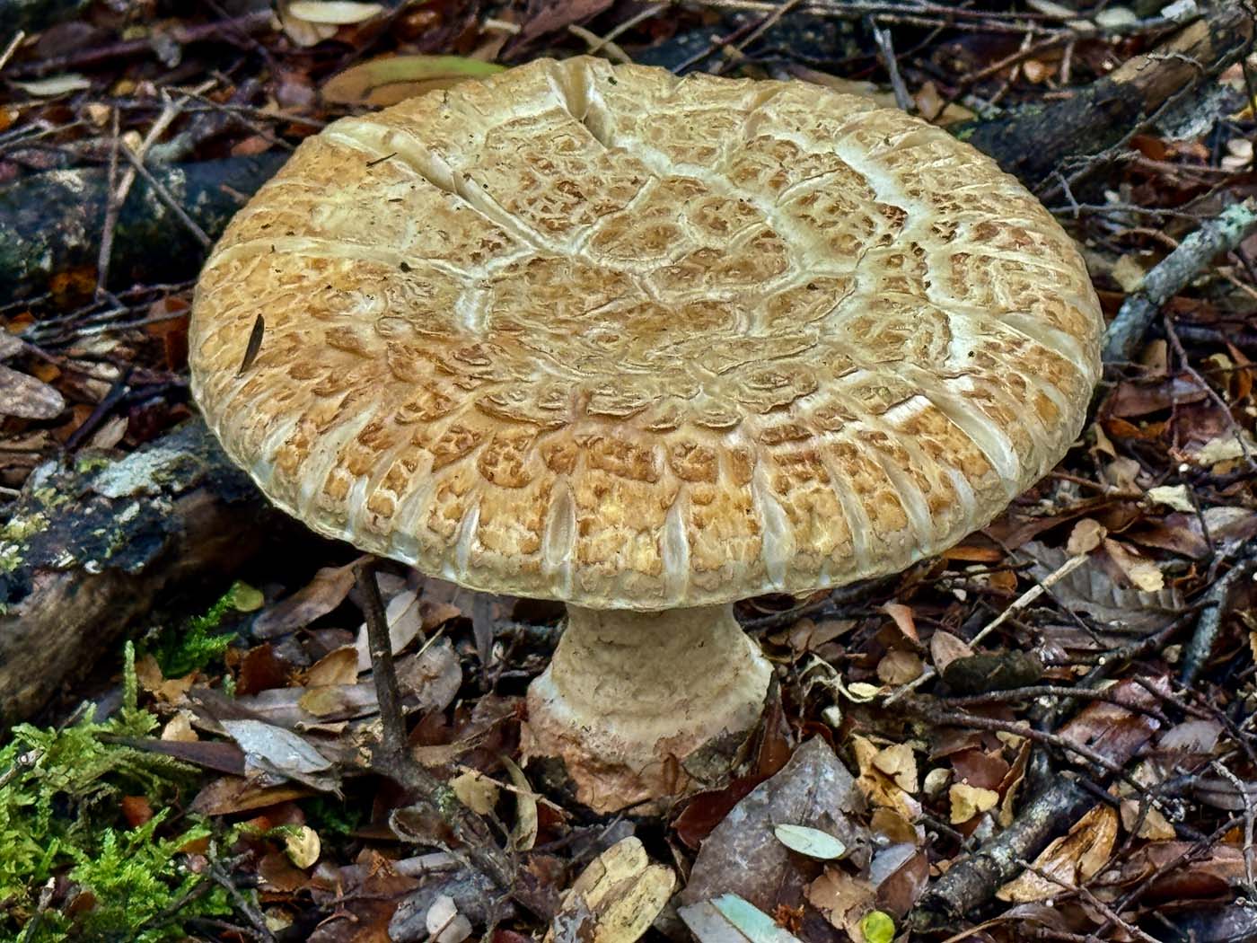 Corinna wilderness (17)