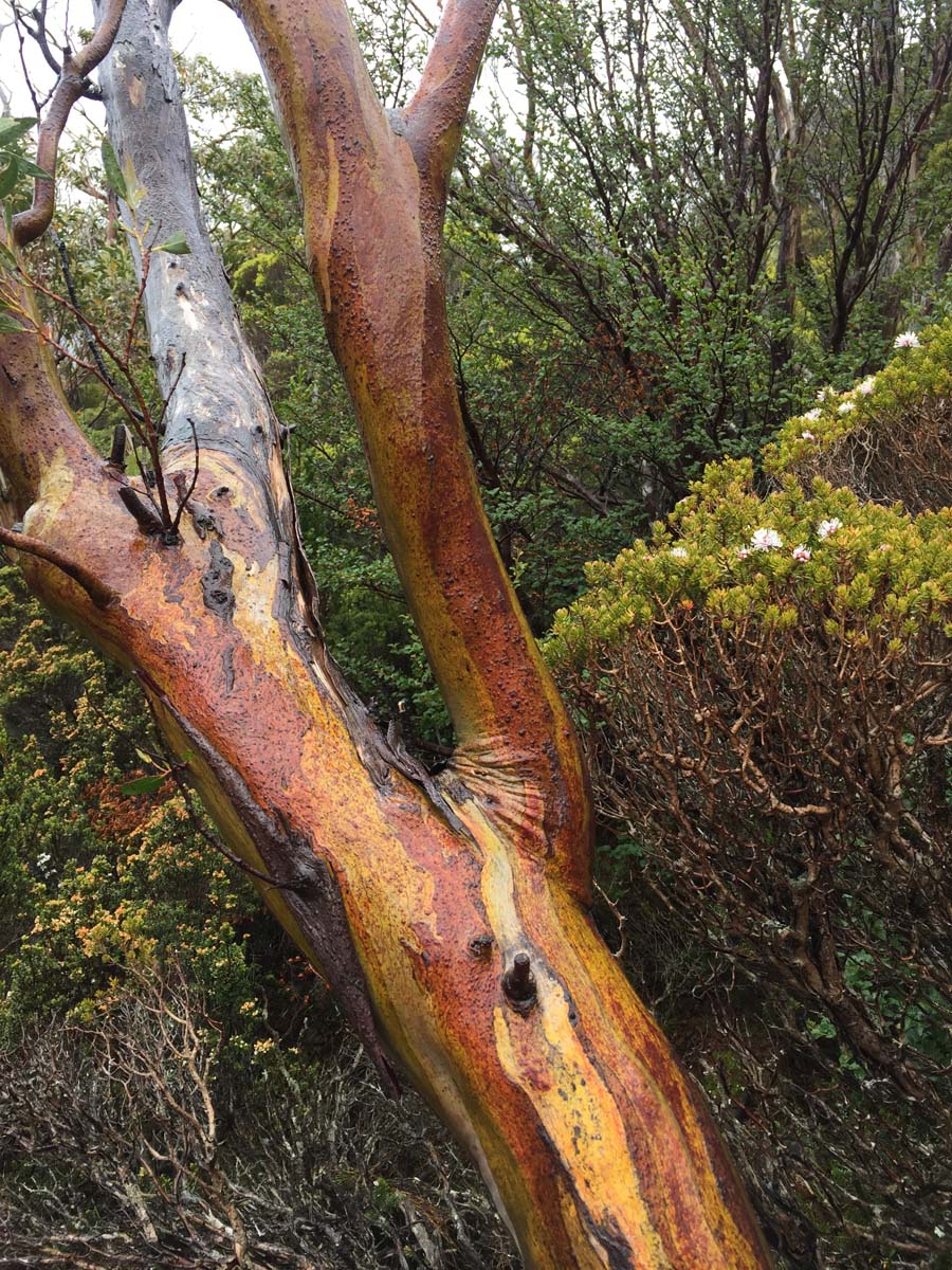 Cradle mountain lakes circuit hike 5