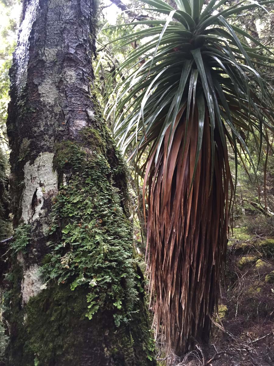 Cradle mountain lakes circuit hike 6