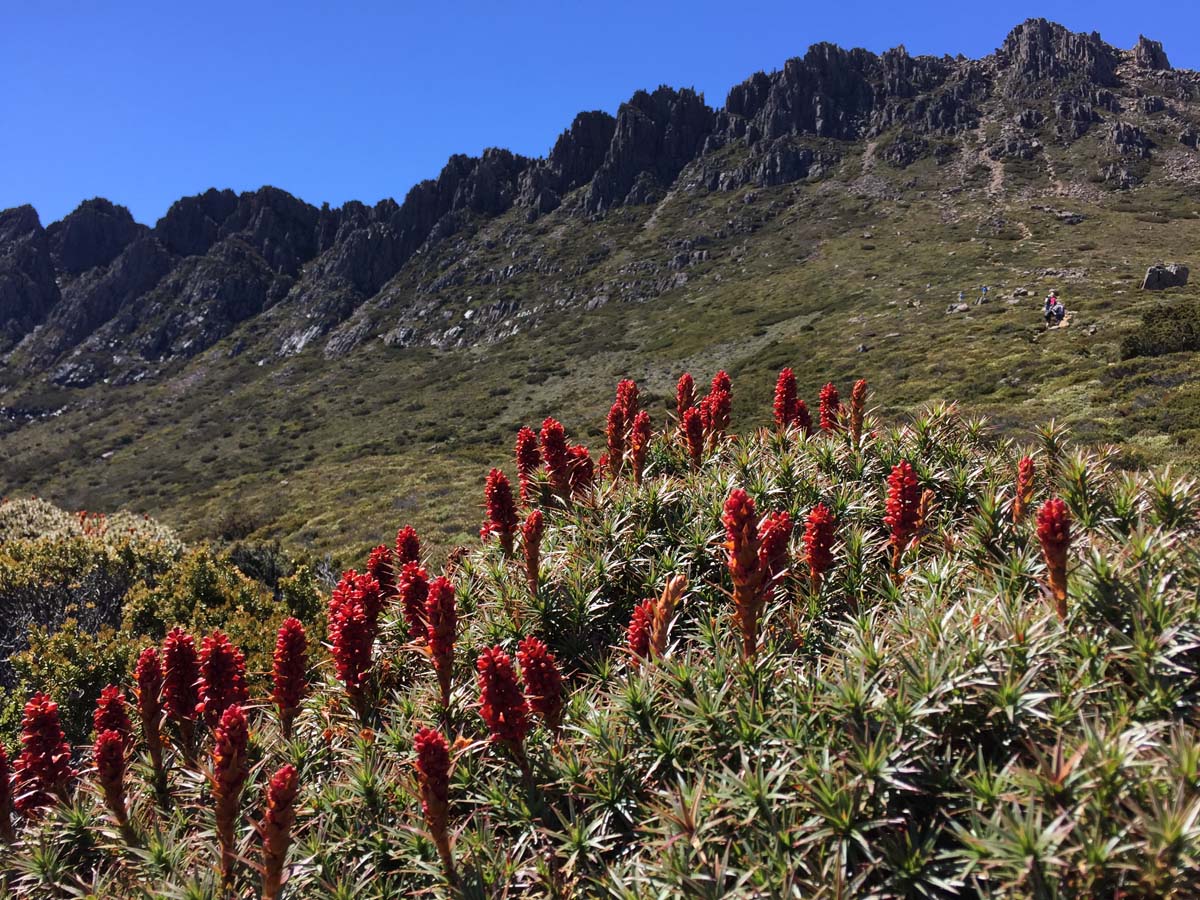 Cradle mountain lakes circuit hike 9