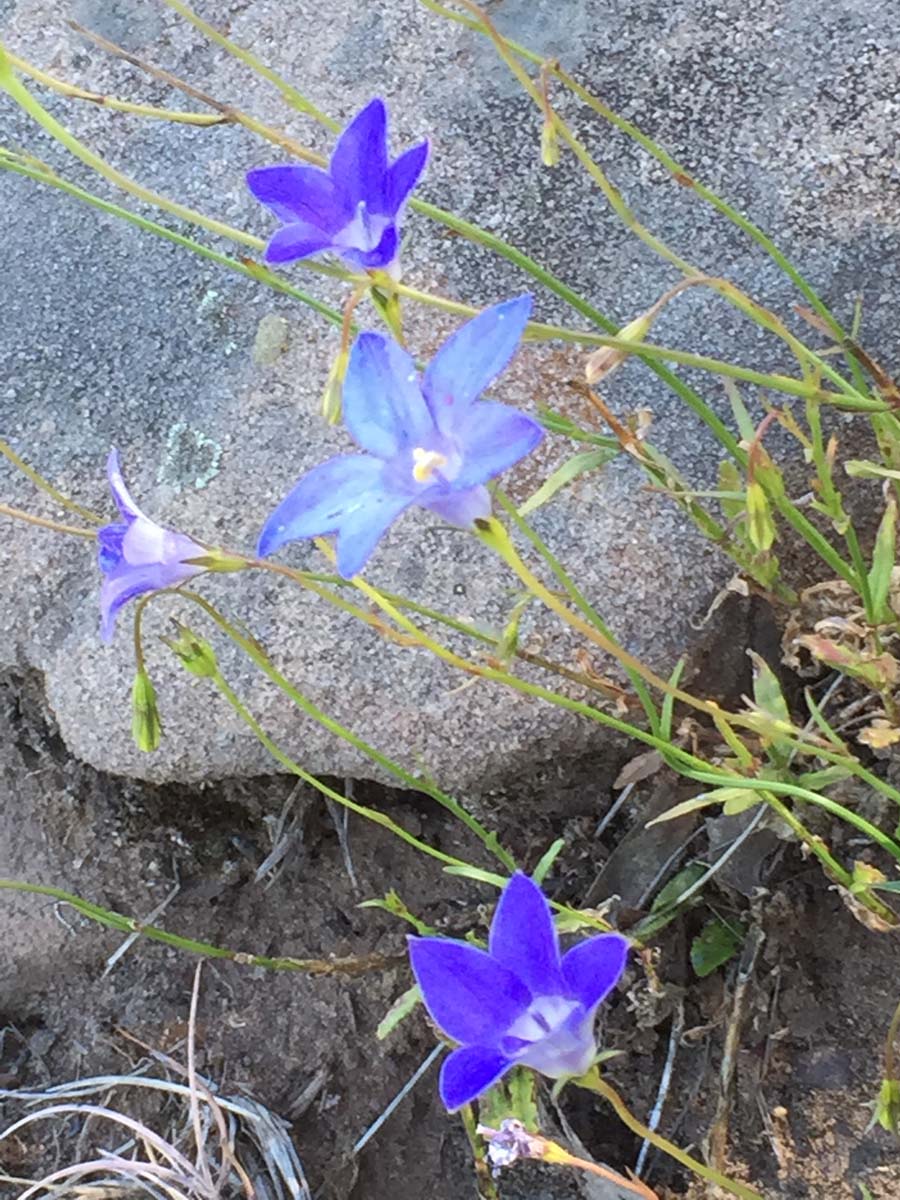 Crosscut saw & mt speculation hike 44