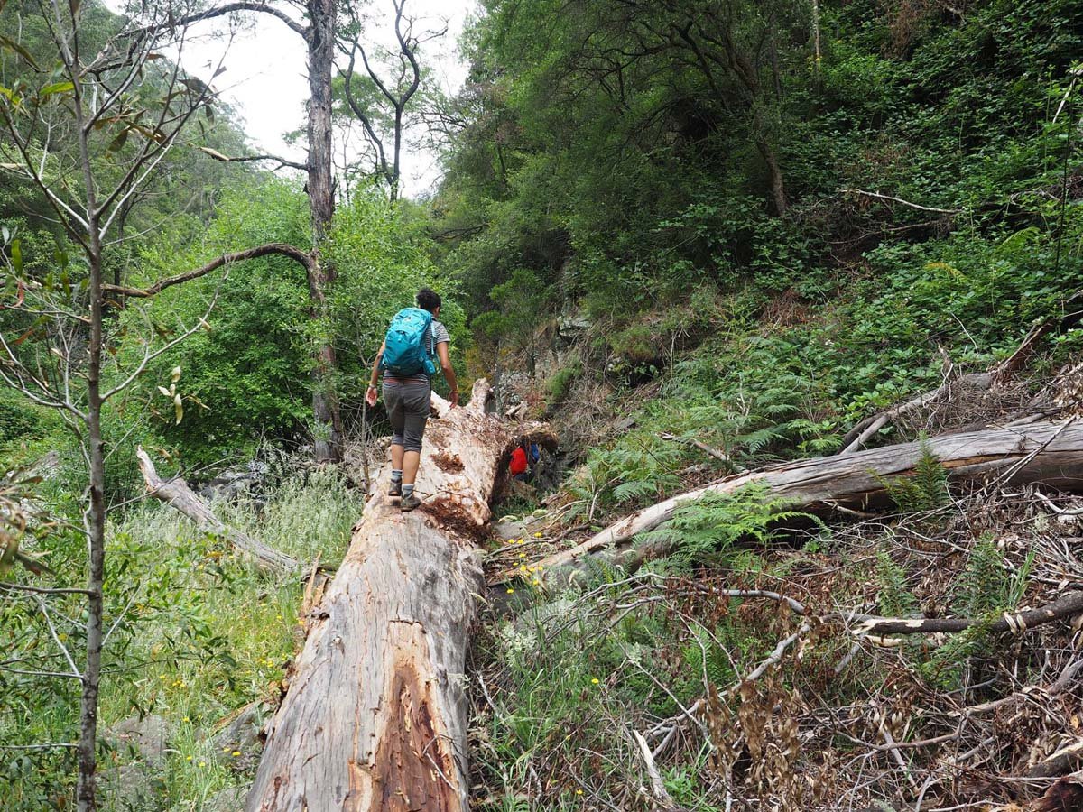 Cumberland river trail (19)