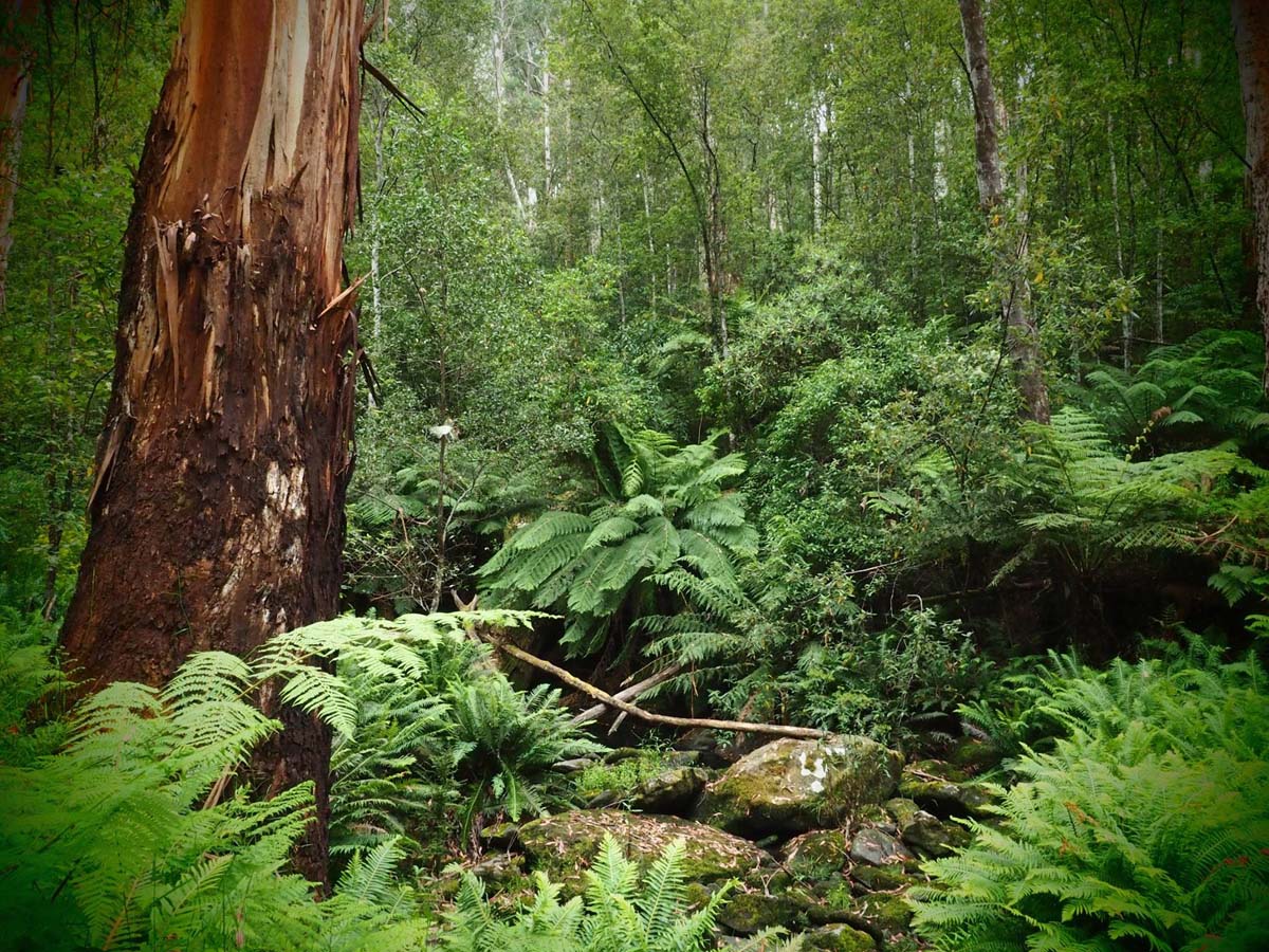 Cumberland river trail (20)