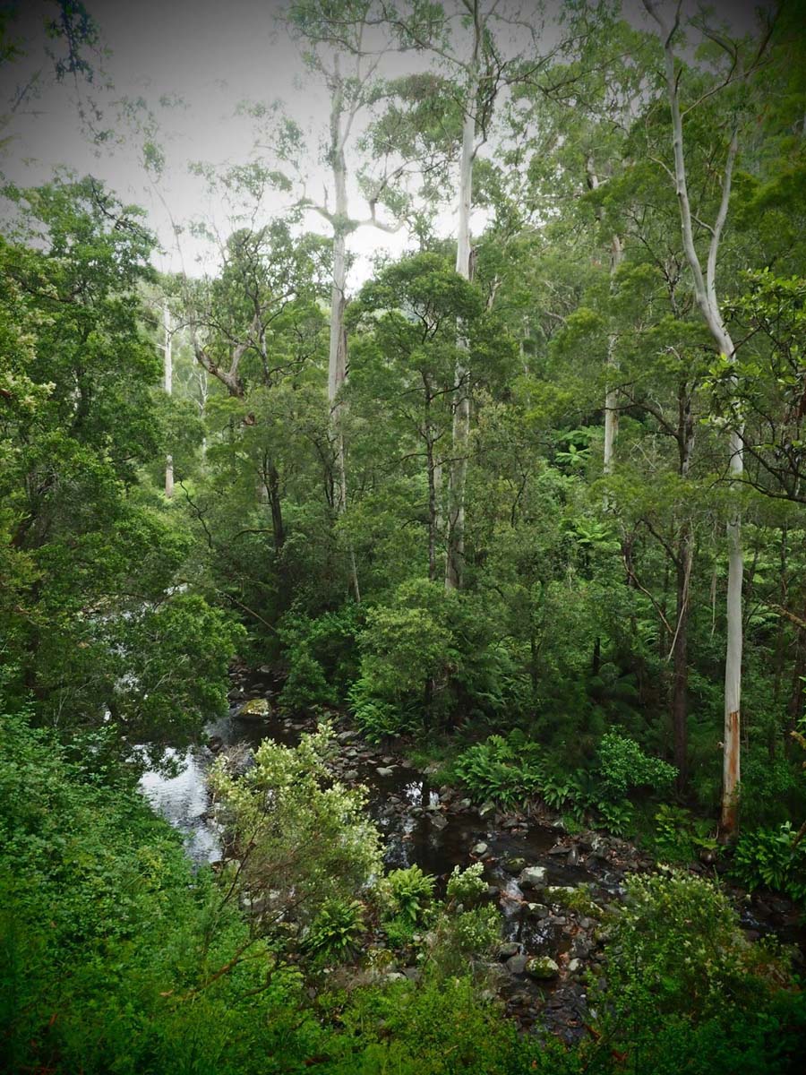 Cumberland river trail (21)