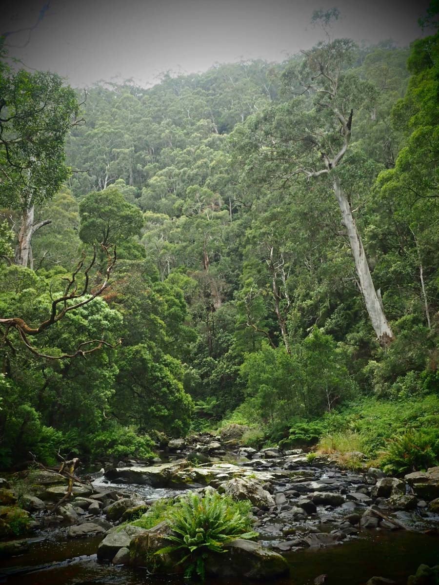 Cumberland river trail (27)