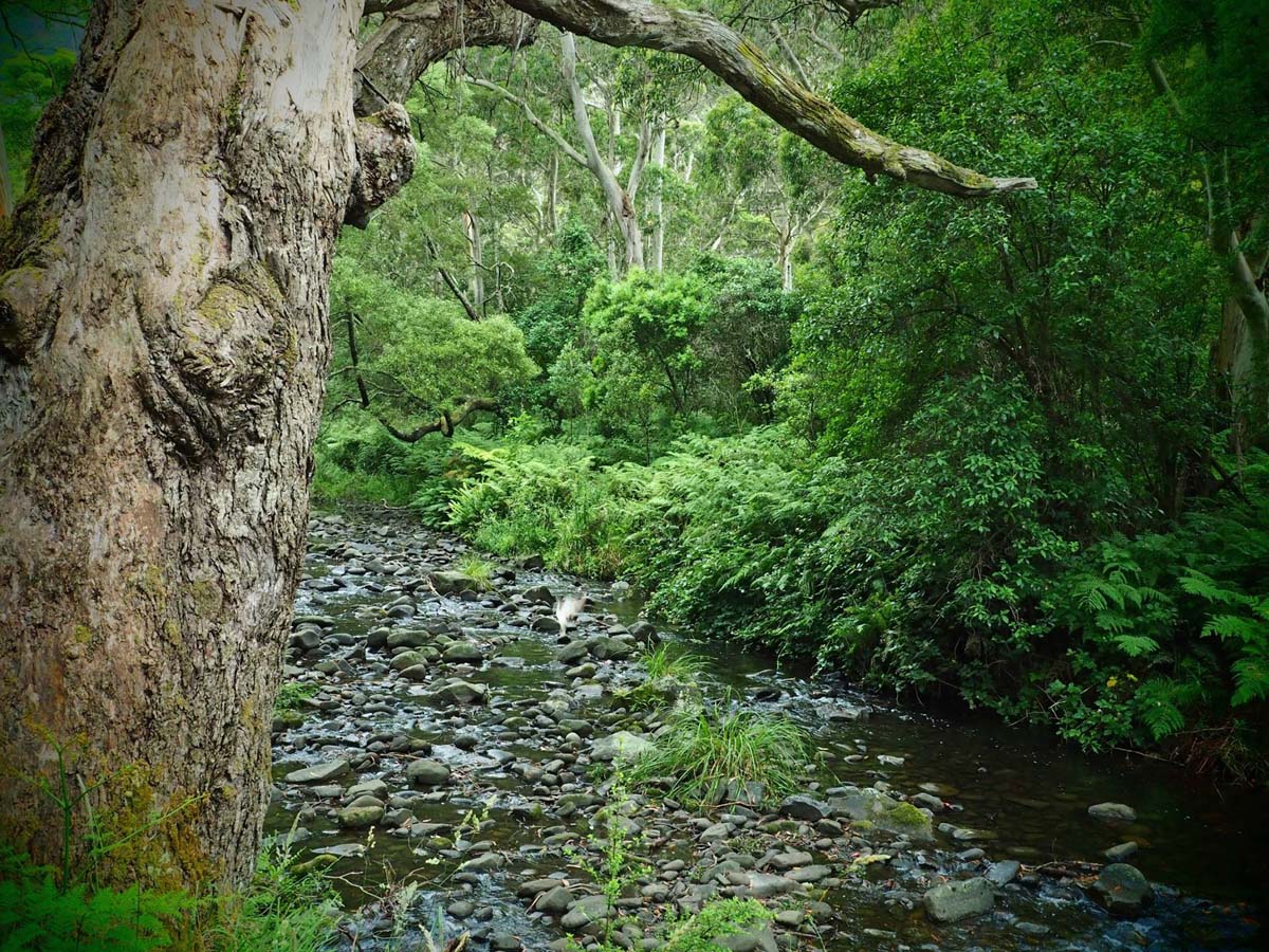 Cumberland river trail (31)