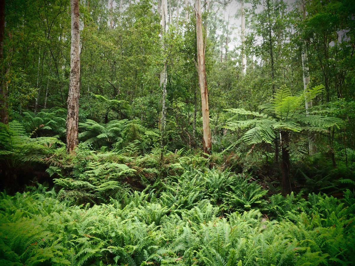 Cumberland river trail (37)