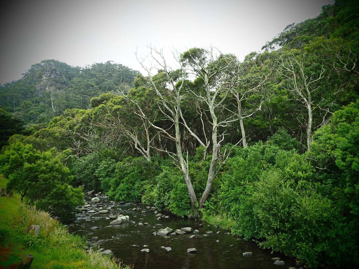 Cumberland river trail (7)