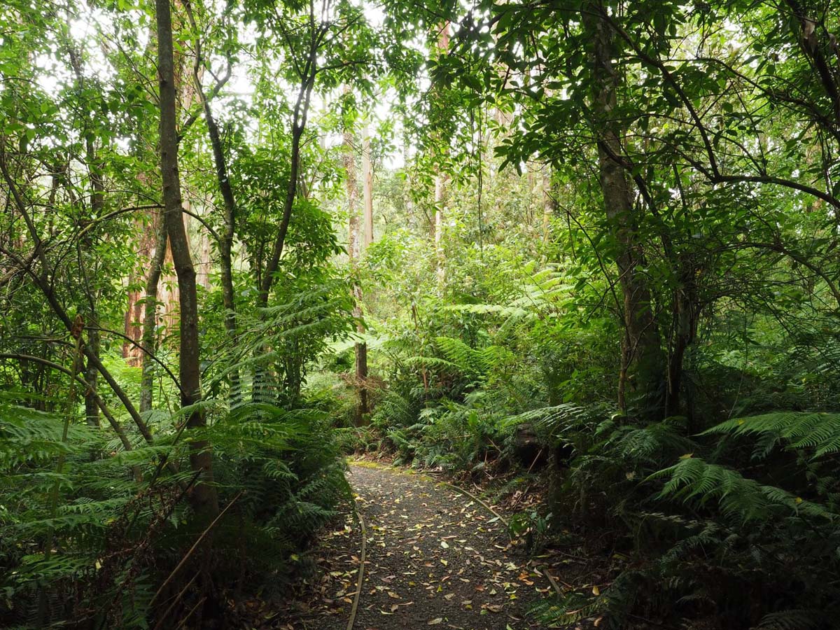 Cyathea falls walk 1