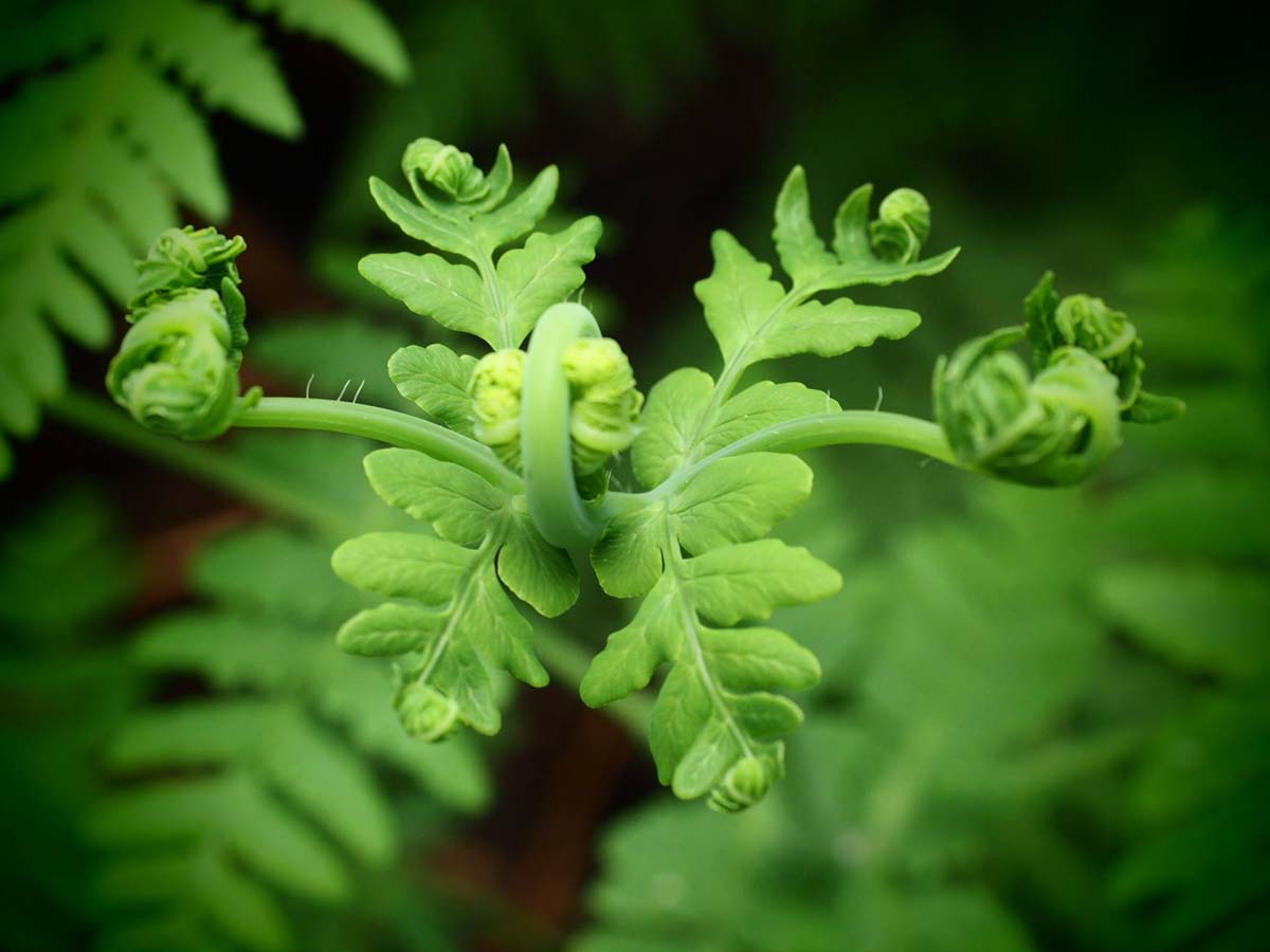 Cyathea falls walk 10