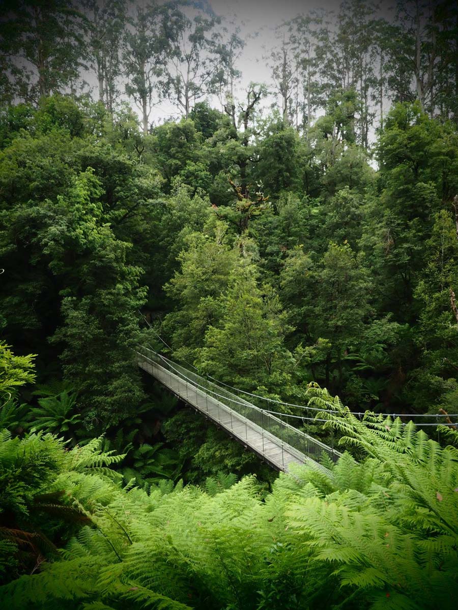 Cyathea falls walk 11