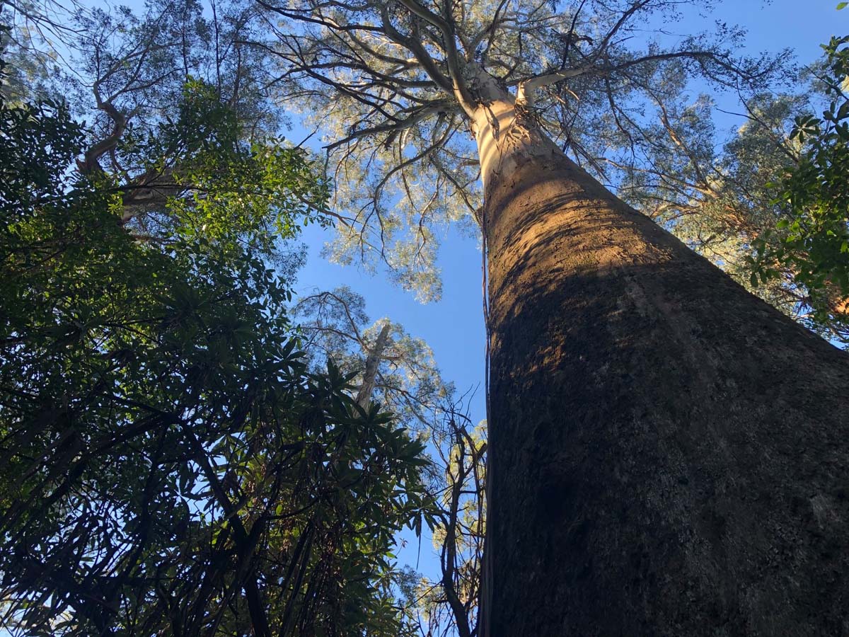 Cyathea falls walk 12