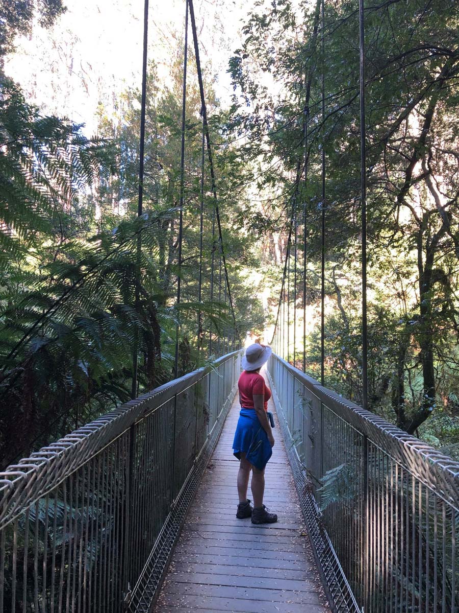 Cyathea falls walk 14
