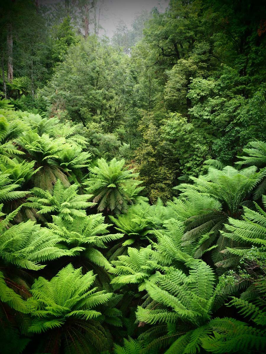 Cyathea falls walk 2