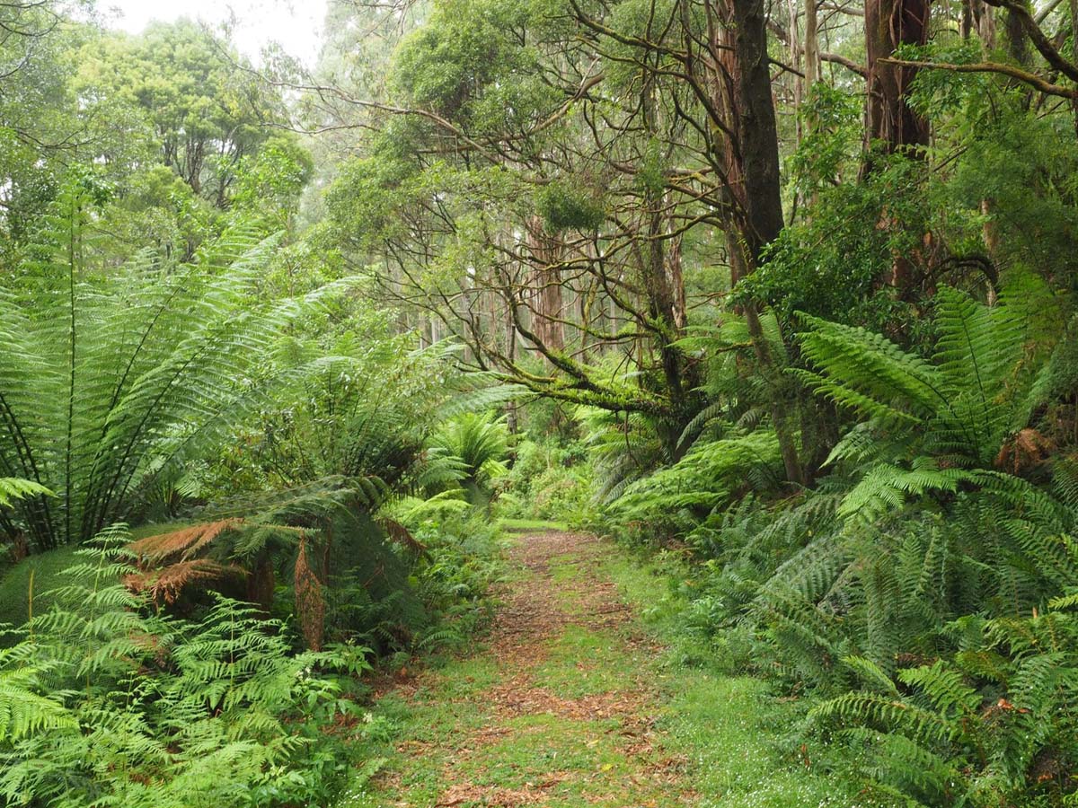 Cyathea falls walk 3