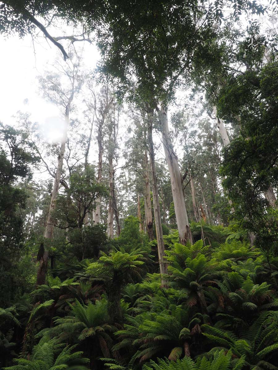 Cyathea falls walk 4