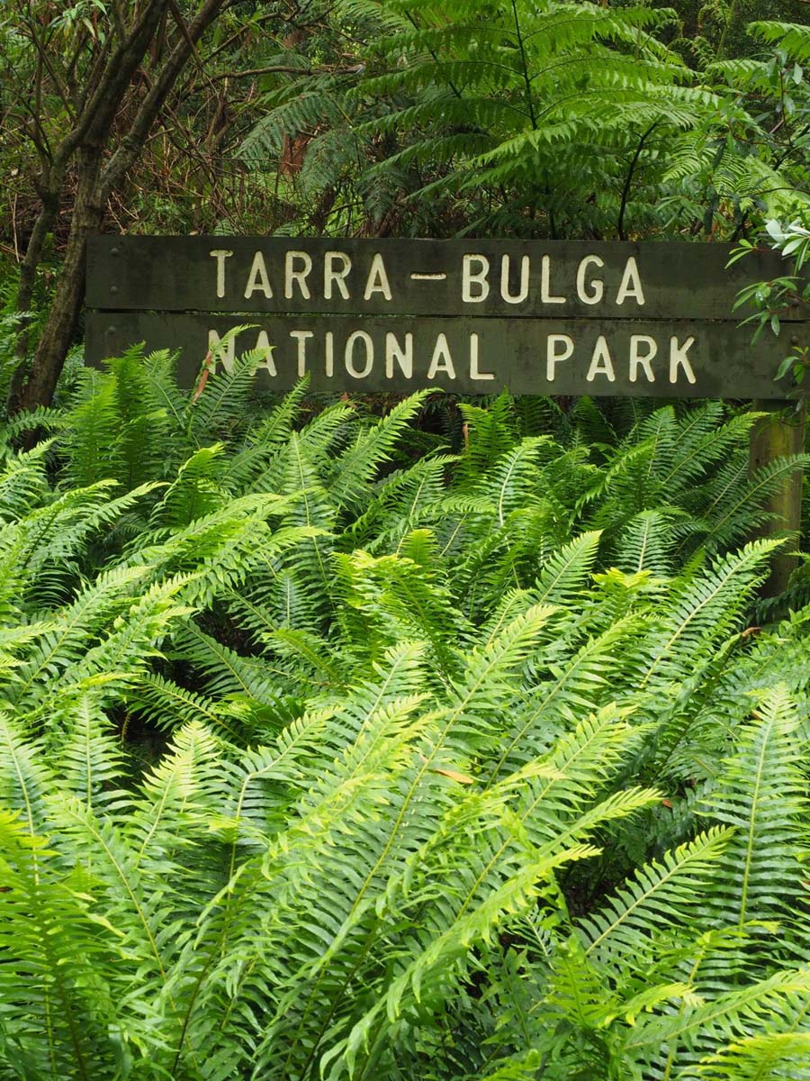 Cyathea falls walk 5