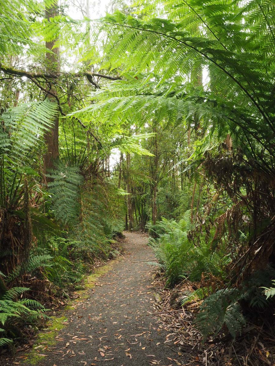Cyathea falls walk 6