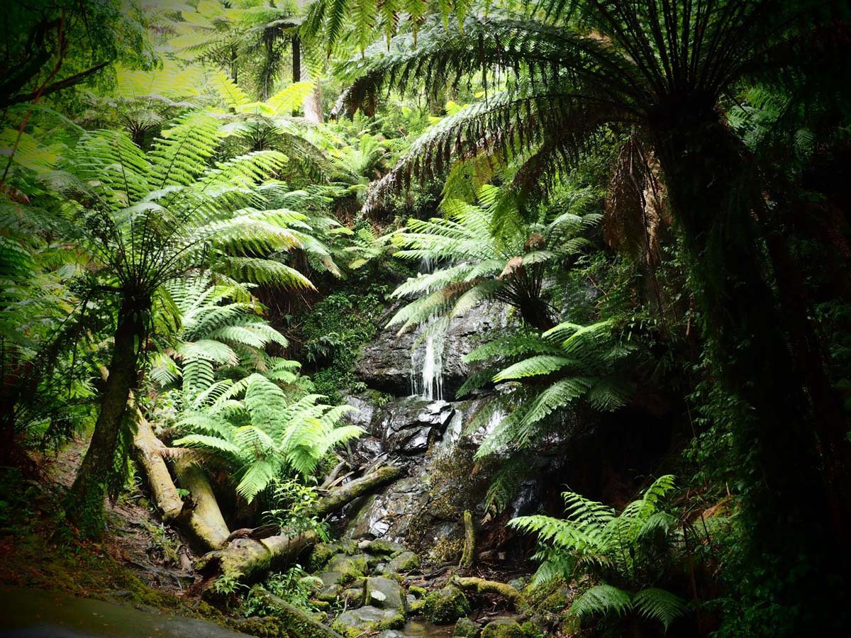 Cyathea falls walk 7