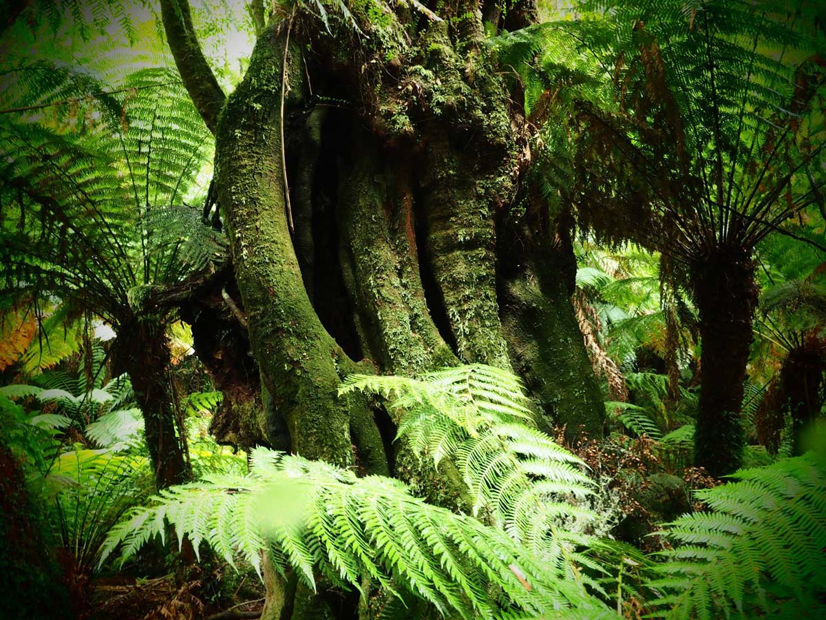 Cyathea falls walk 8