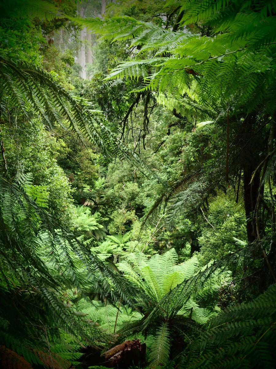 Cyathea falls walk 9