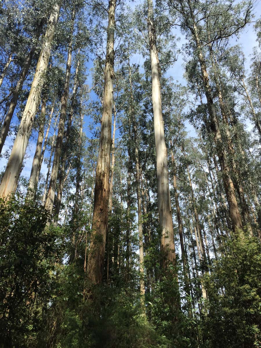 Dandenong ranges circuit hike 10