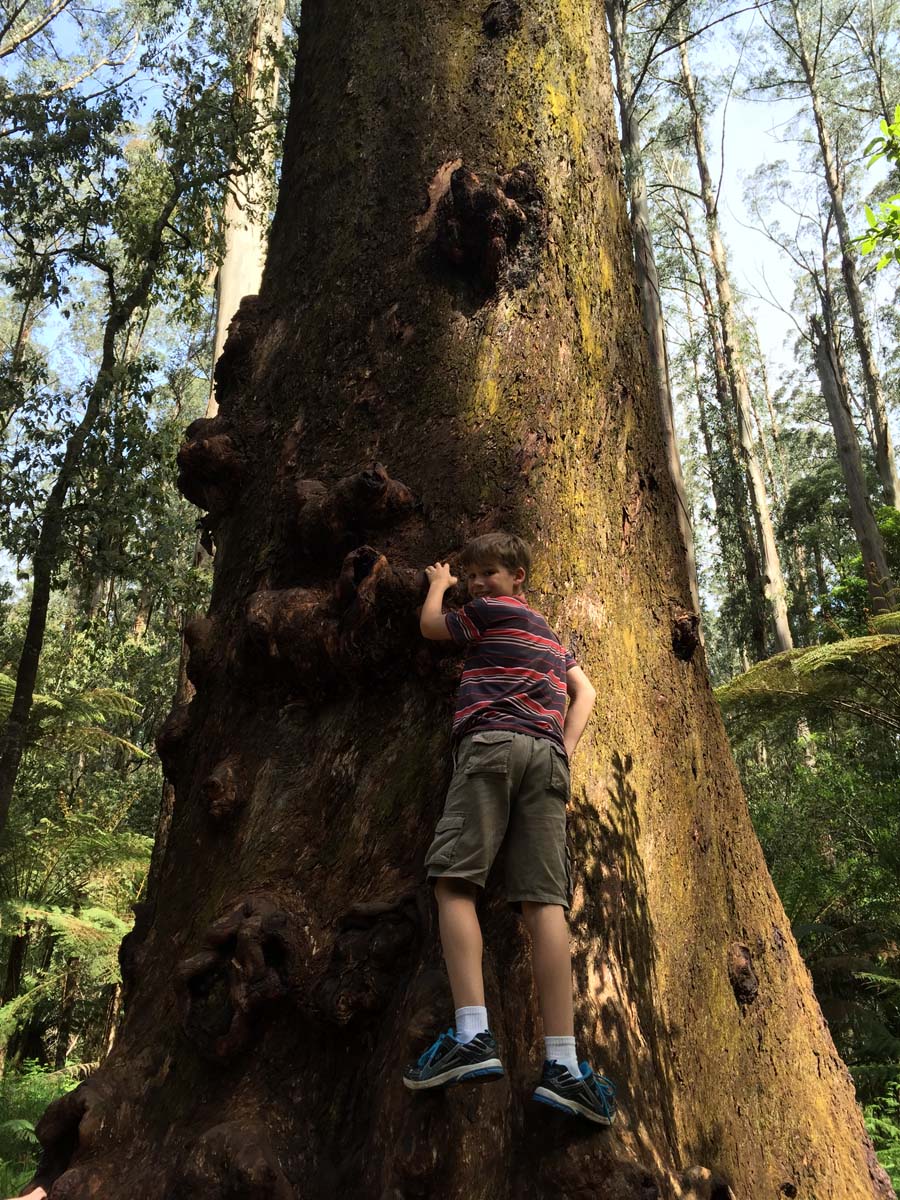 Dandenong ranges circuit hike 11