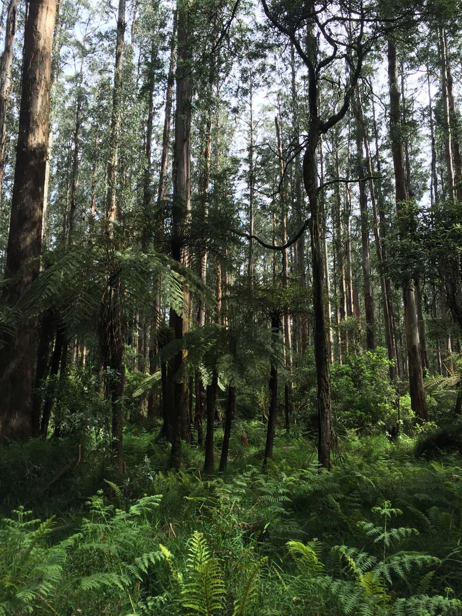 Dandenong ranges circuit hike 12