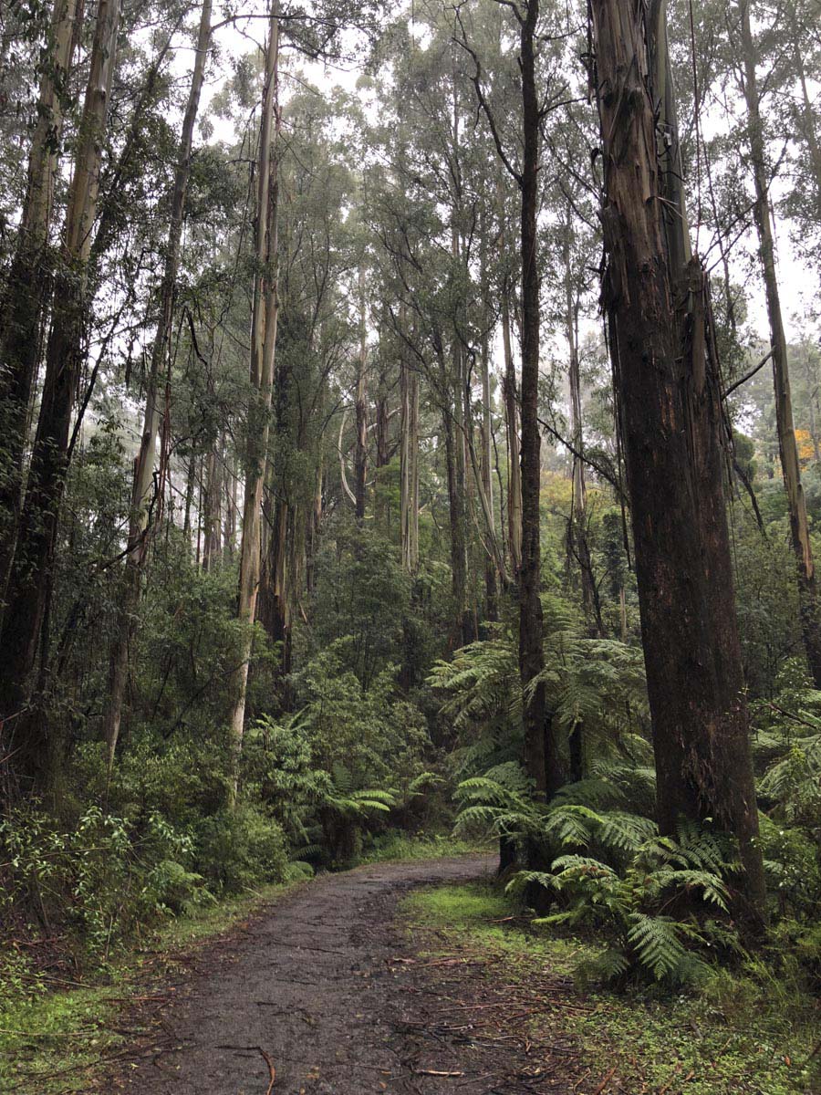 Dandenong ranges circuit hike 17