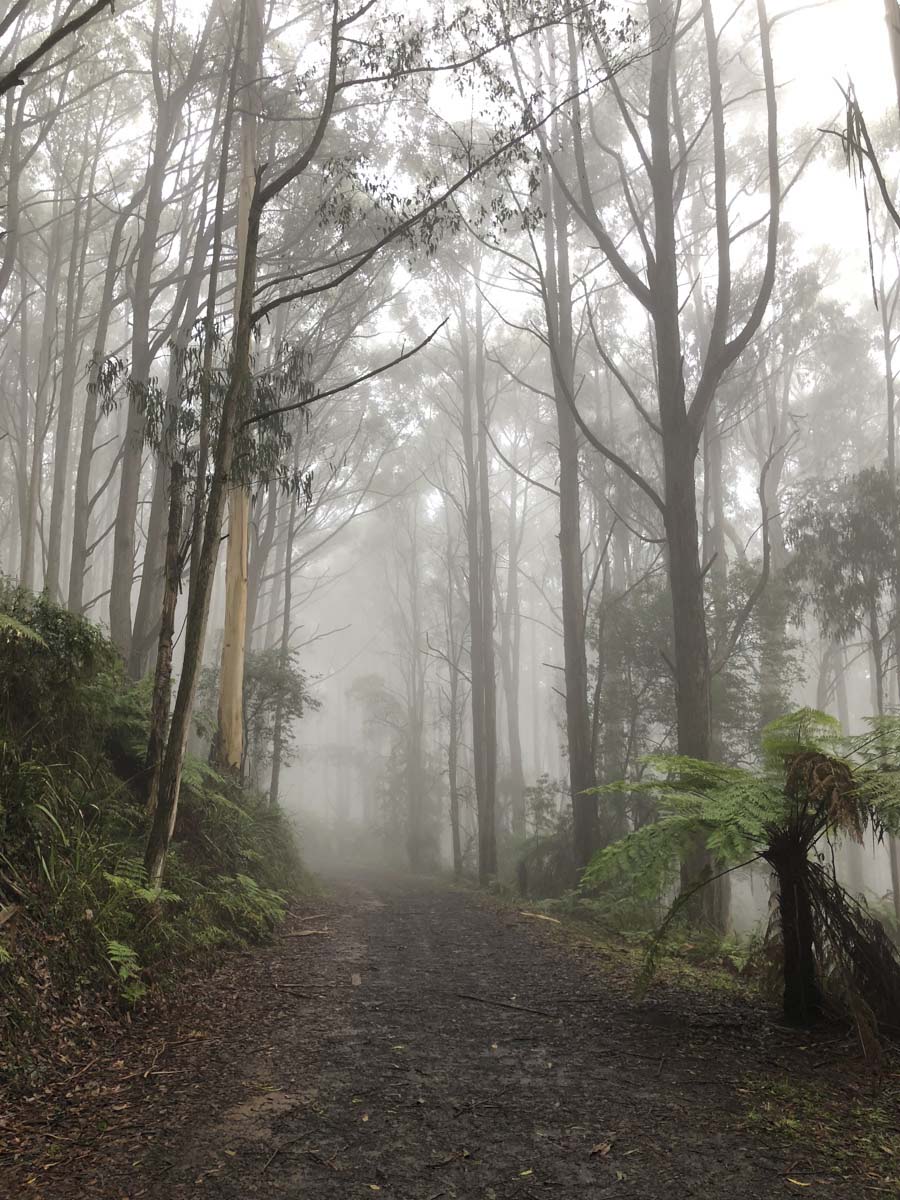 Dandenong ranges circuit hike 18
