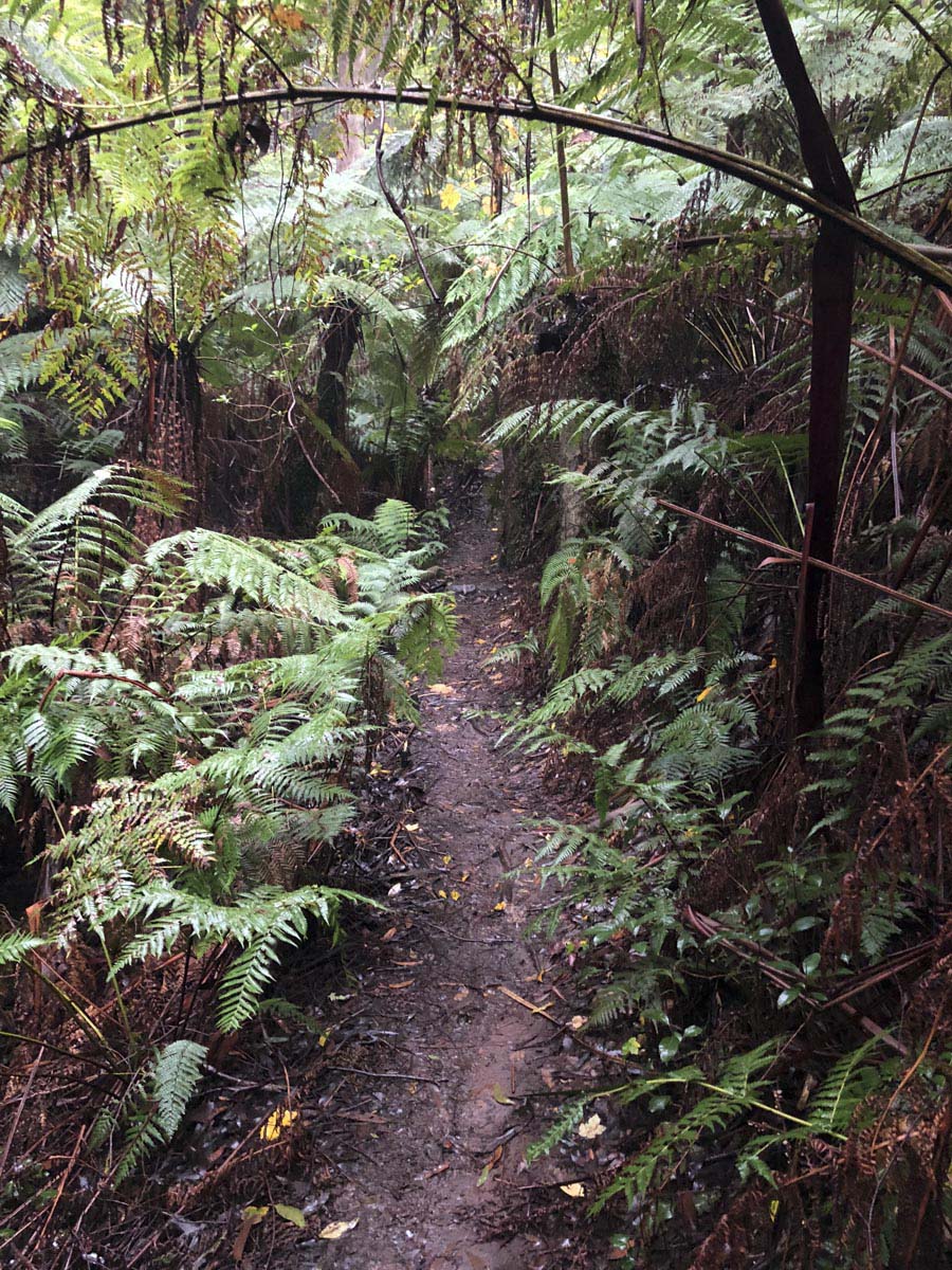 Dandenong ranges circuit hike 28
