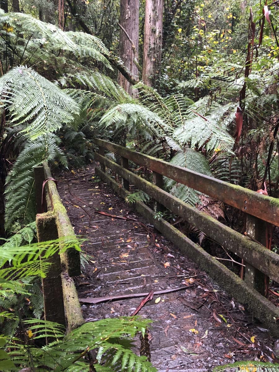 Dandenong ranges circuit hike 29