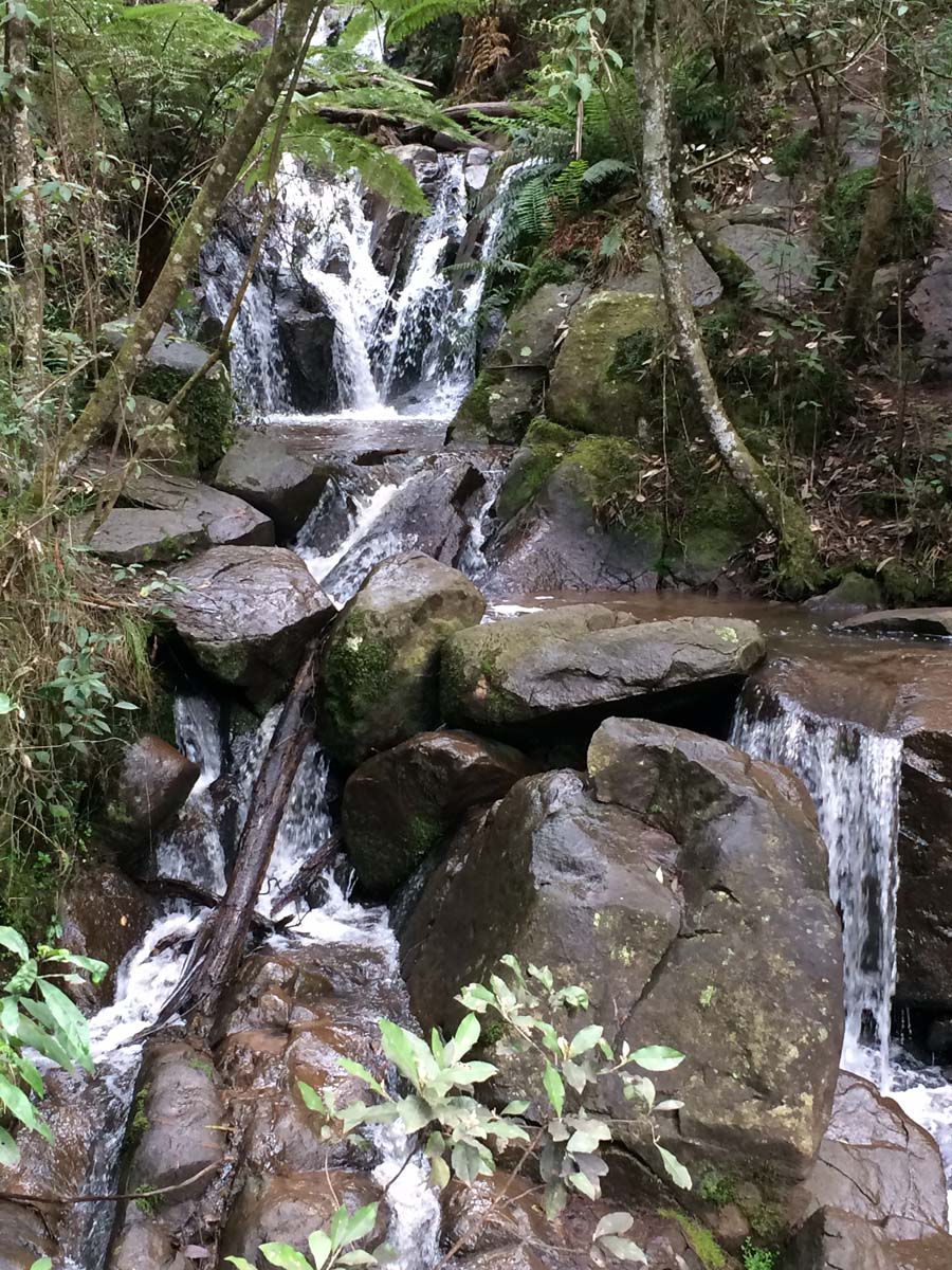Dandenong ranges circuit hike 3